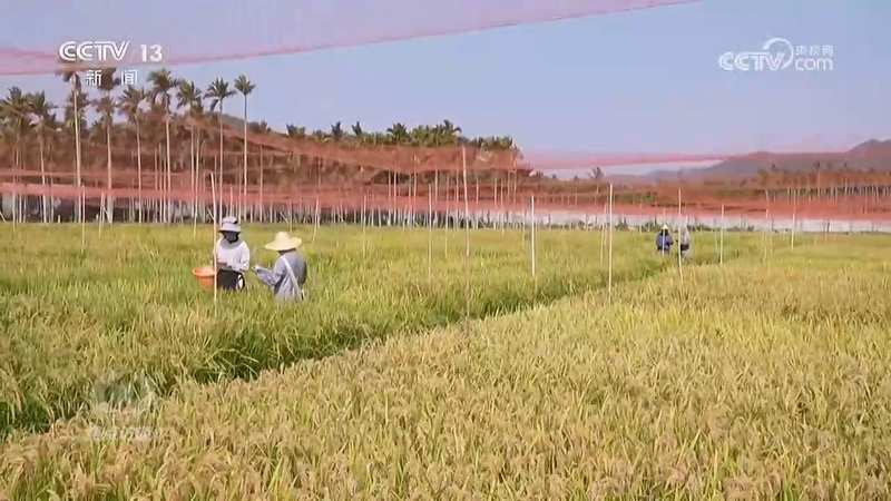  效率提升10倍的背后：数万亩良田的“加速”秘密揭示 新闻 效率提升10倍的背后：数万亩良田的“加速”秘密揭示 新闻